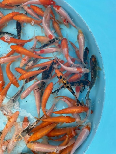 特価92☆錦鯉稚魚☆鯉仔 10ｃｍ前後 2Kg 150匹前後（大型魚、爬虫類の生餌 餌鯉 金魚すくい 子赤の代用）【松尾養魚場】生産者直送の画像3