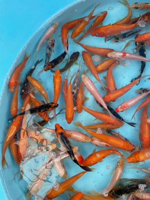 特価95☆錦鯉稚魚☆鯉仔　10ｃｍ前後　2Kg 150匹前後（大型魚、爬虫類の生餌　餌鯉　金魚すくい　子赤の代用）【松尾養魚場】生産者直送_画像2