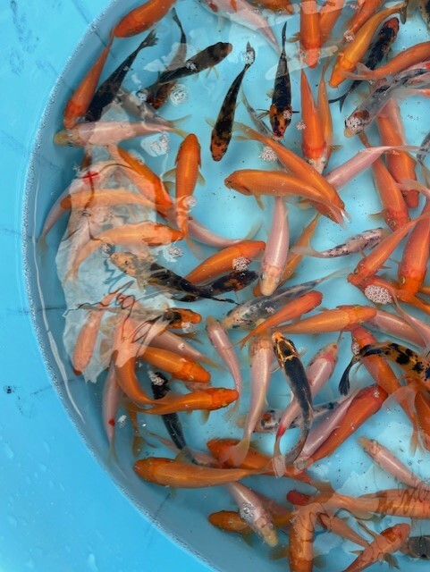 特価96☆錦鯉稚魚☆鯉仔　10ｃｍ前後　2Kg 150匹前後（大型魚、爬虫類の生餌　餌鯉　金魚すくい　子赤の代用）【松尾養魚場】生産者直送_画像4