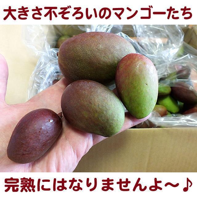 【送料込】沖縄産摘果マンゴー約１０キロ┃未熟果マンゴー┃グリーンマンゴー┃完熟にはならないマンゴーですの画像2