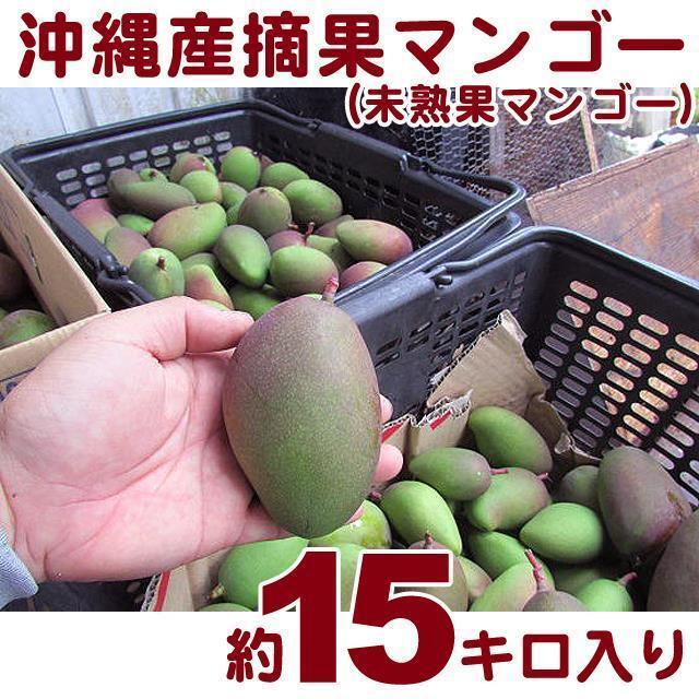 【送料込】沖縄産摘果マンゴー約１５キロ┃未熟果マンゴー┃グリーンマンゴー┃完熟にはならないマンゴーです_画像1