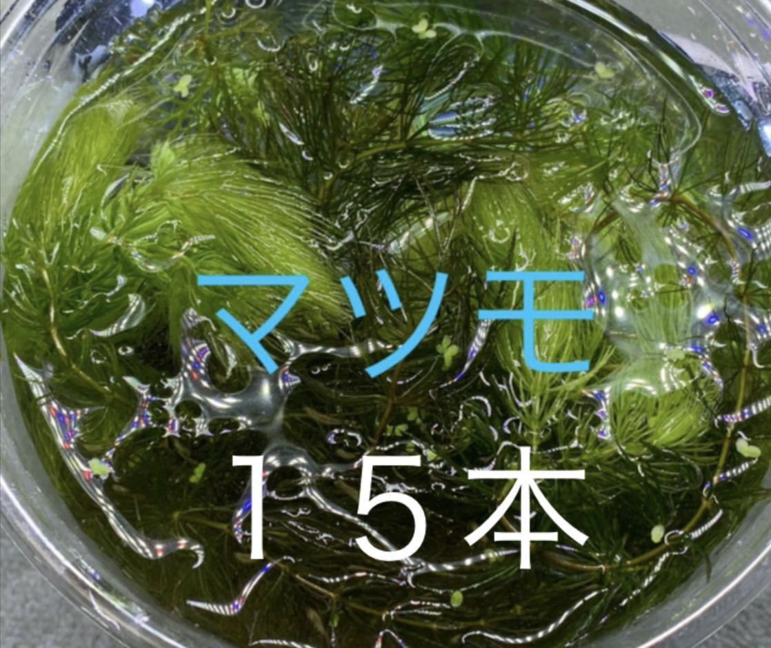 無農薬マツモ15本