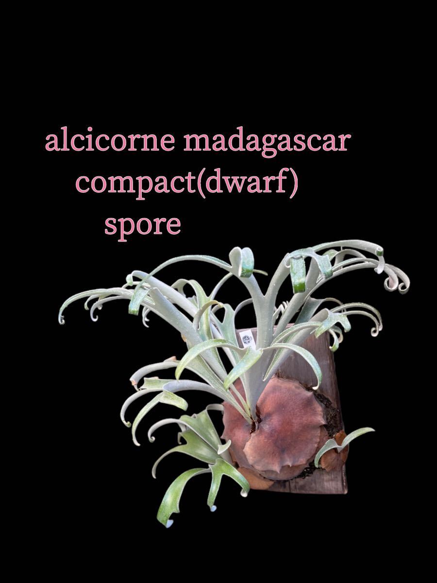 alcicorne madagascar compact(dwarf) spore[just platycerium]BB-LMd series папоротник олений рог 