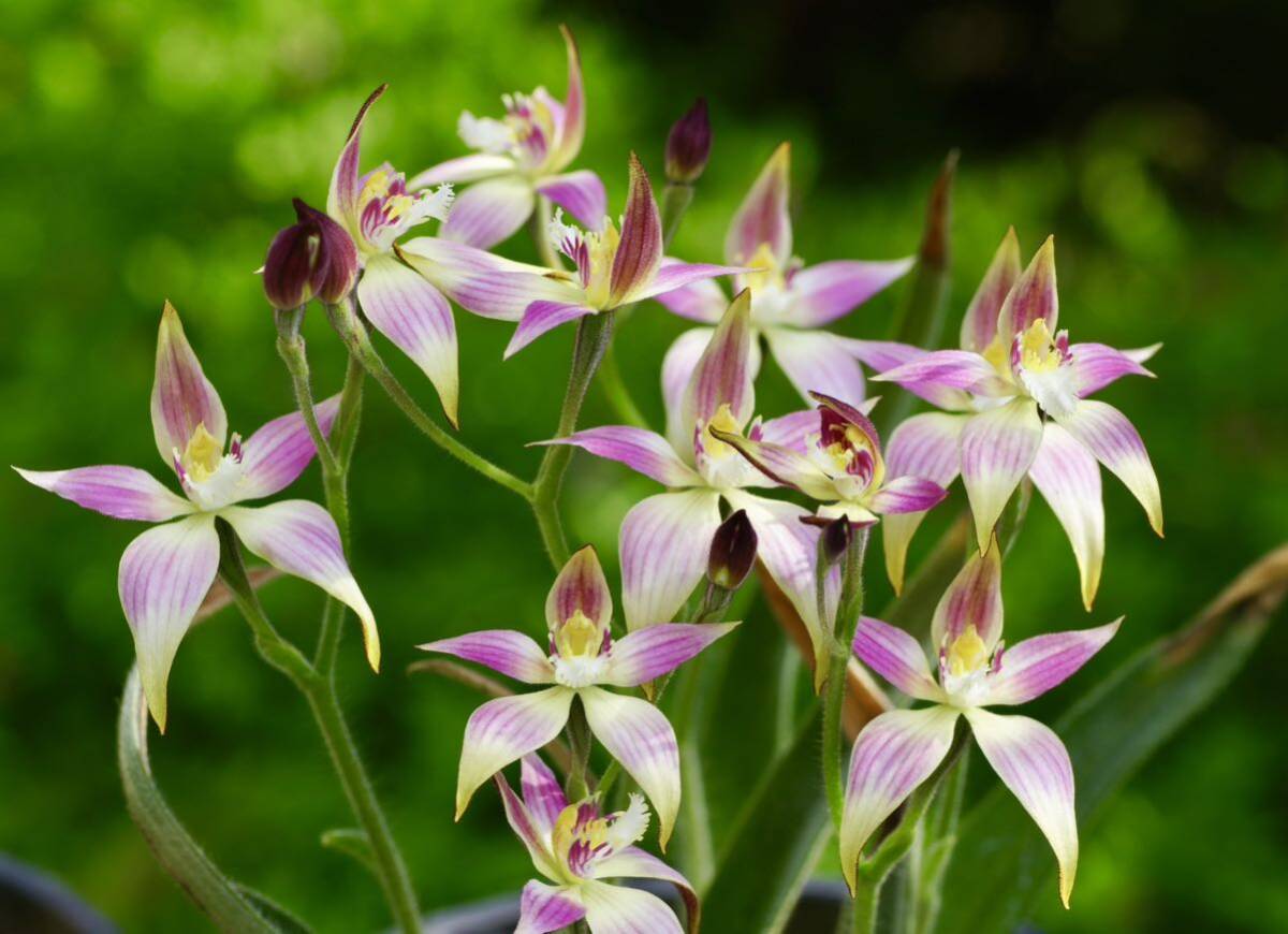 【洋蘭・交配種】カラデニア Caladenia 交配種 球根1球 豪州地生蘭・夏眠性球根ラン・野生ラン・山野草 _画像2