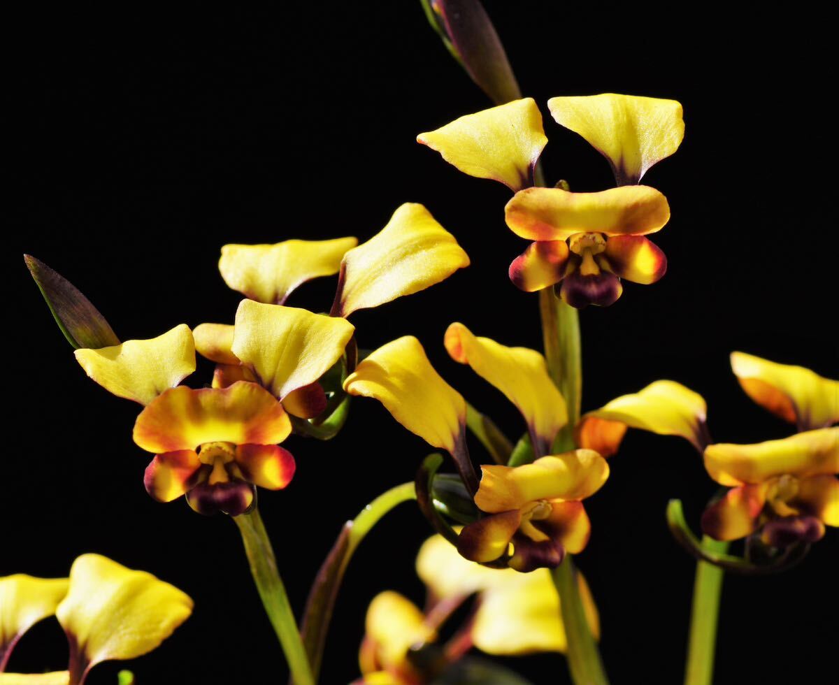 [. орхидея *. вид ]tiu белка Diuris porrifolia луковица 2 лампочка Австралия земля сырой орхидея * лето .. луковица Ran *. сырой Ran * луговые и горные травы 