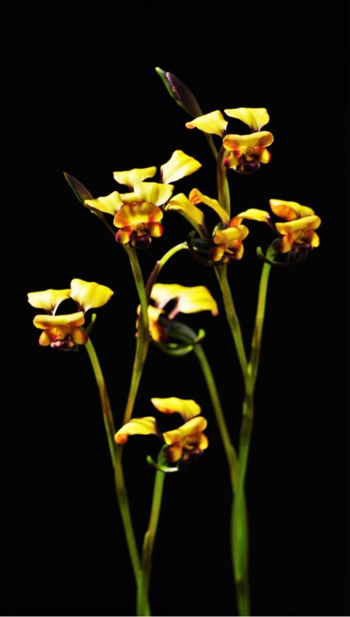 [. orchid *. kind ]tiu squirrel Diuris porrifolia bulb 2 lamp Australia ground raw orchid * summer .. bulb Ran *. raw Ran * fields and mountains grass 
