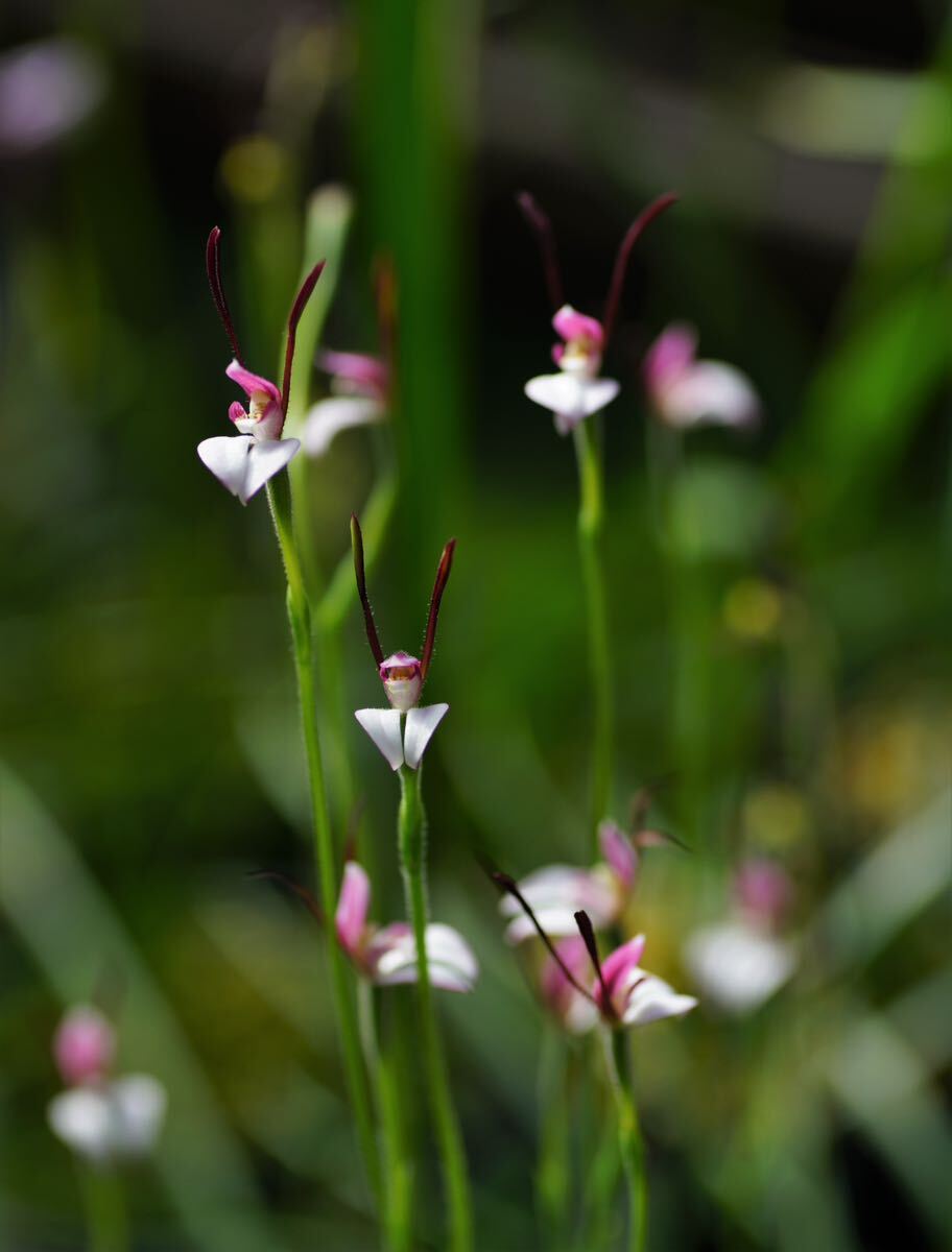 【洋蘭・原種】レプトセラス Leptoceras menzuesii 球根3球 豪州地生蘭・夏眠性球根ラン・野生ラン・山野草 _画像1