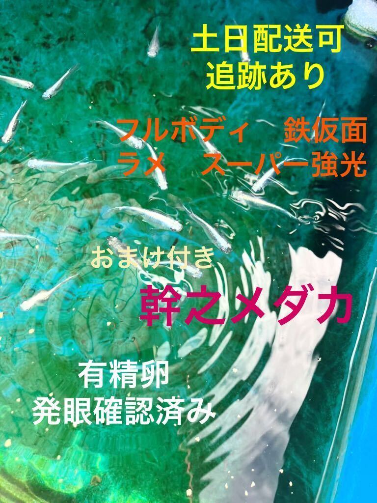 【おまけ付き】幹之メダカ 有精卵30＋α 体外光 メダカの卵 スーパー 強光 フルボディ 鉄仮面 みゆき めだか 有精卵 綺麗 丈夫 孵化率高い_画像1