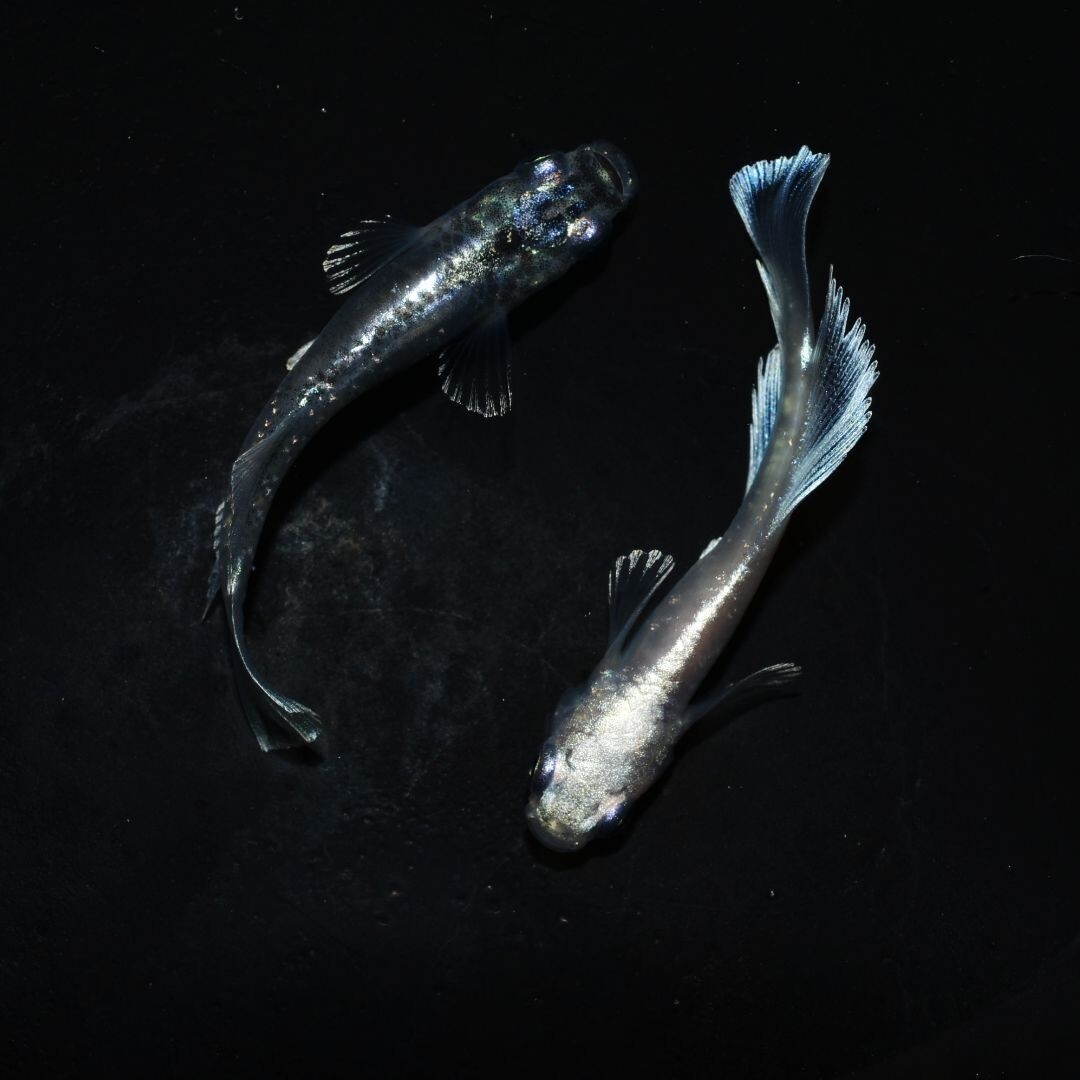 【雅めだか】グランブルーキッシングワイドフィン光体型 上物若魚1ペア  現物出品 B3の画像9
