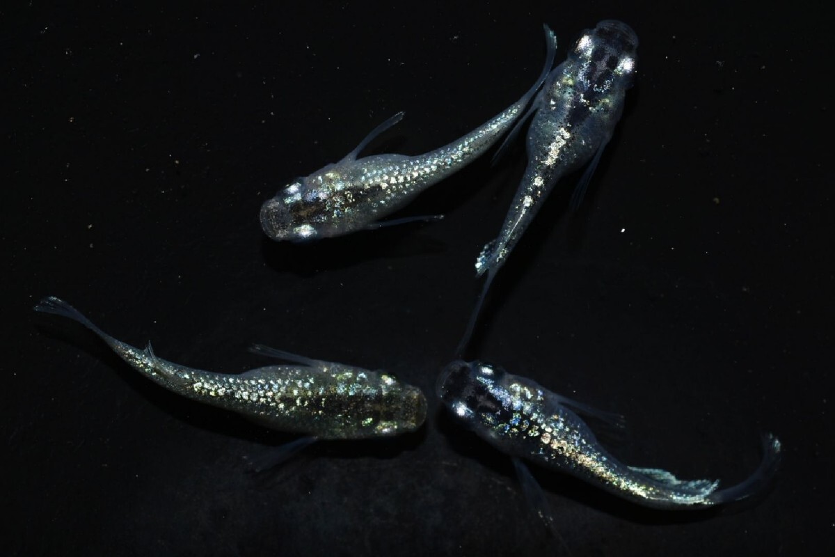 【雅めだか】サボテンダルマ 幼魚2ペア  現物出品 A1の画像9