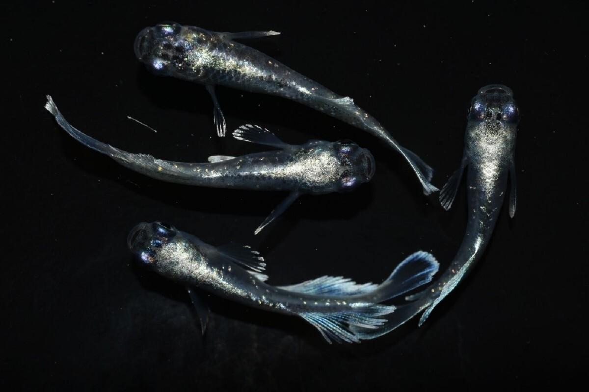 【雅めだか】グランブルーキッシングワイドフィン光体型　幼魚オス1メス3　現物出品 B1_画像7