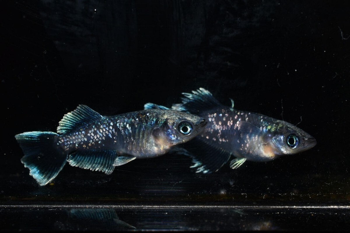【雅めだか】ブラックマリアージュ光体型　稚魚10匹　画像親です。_画像5