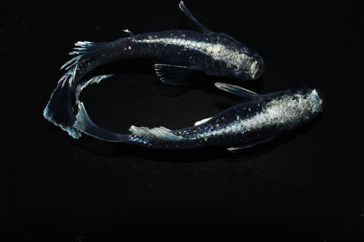 【雅めだか】ブラックマリアージュ光体型　稚魚10匹　画像親です。_画像7
