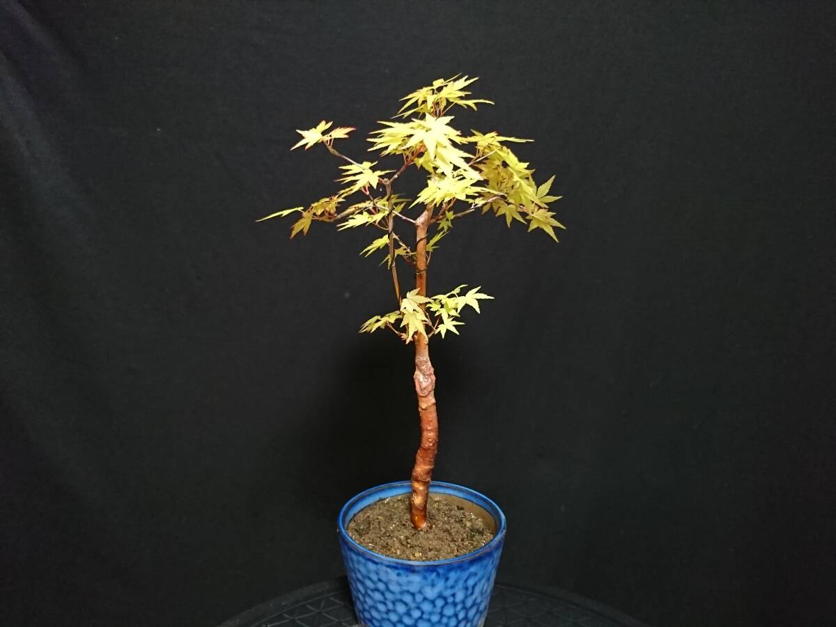 [bya comb n]. leaf [.]|momiji[ red ne] height of tree 31. shohin bonsai mini bonsai bonsai maple bonsai excellent material No129-10