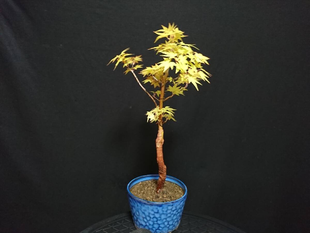 [bya comb n]. leaf [.]|momiji[ red ne] height of tree 31. shohin bonsai mini bonsai bonsai maple bonsai excellent material No129-10