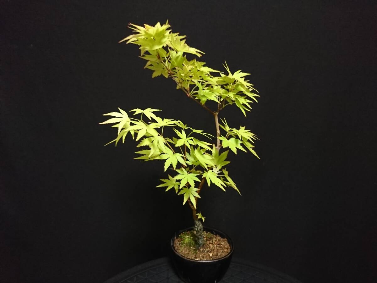 [bya comb n]. leaf |momiji[ orange Dream ] height of tree 31. shohin bonsai mini bonsai maple bonsai excellent material No55-10