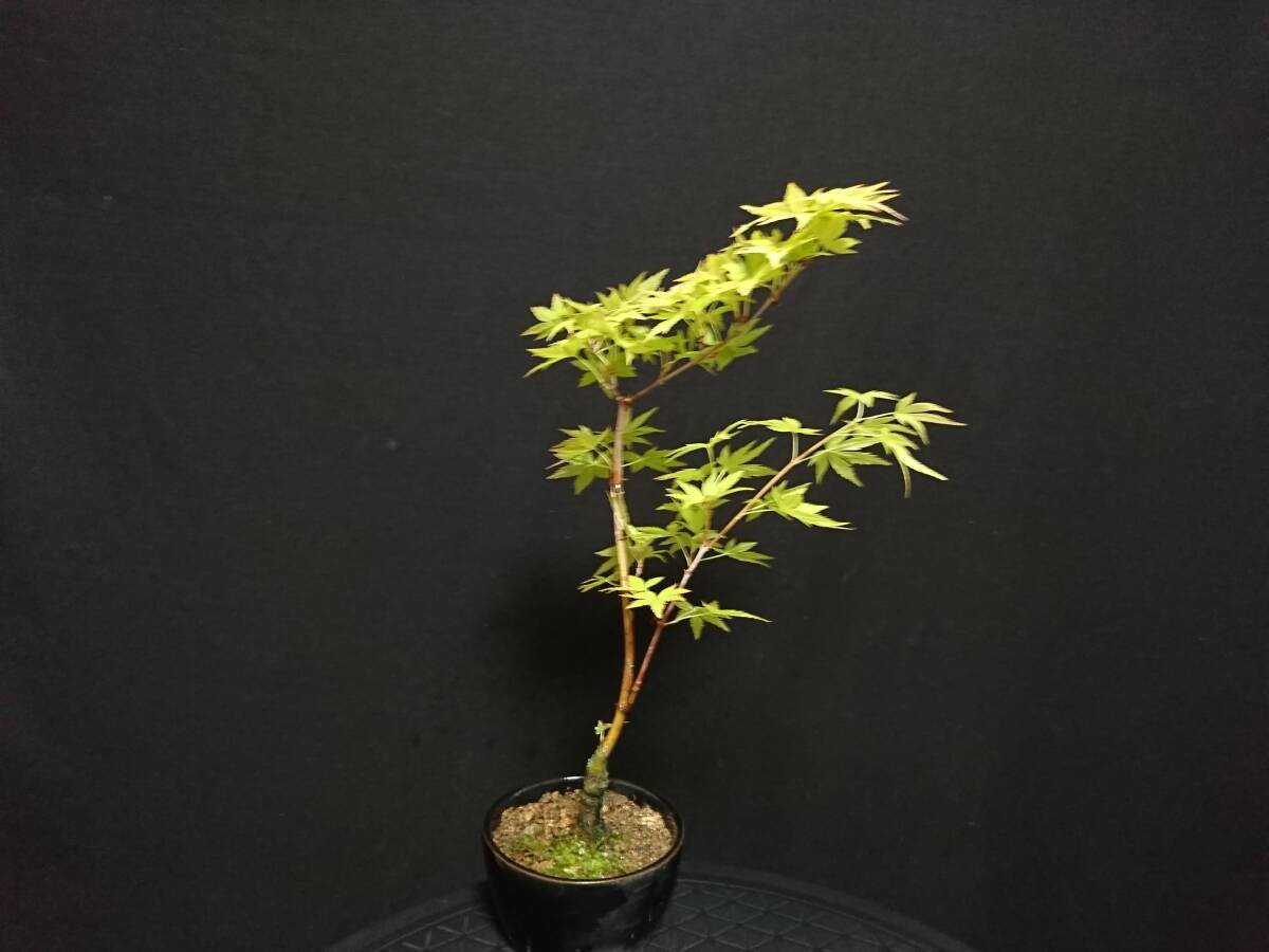 [bya comb n]. leaf |momiji[ orange Dream ] height of tree 31. shohin bonsai mini bonsai maple bonsai excellent material No55-10