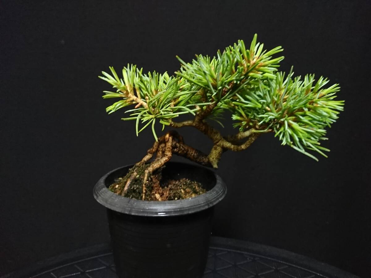 [bya comb n]... leaf pine [ sickle marsh hing ]|azmagoyo horse tsu[kamanma] rare kind root .. height of tree 10. shohin bonsai mini bonsai bonsai . leaf pine bonsai No76-6