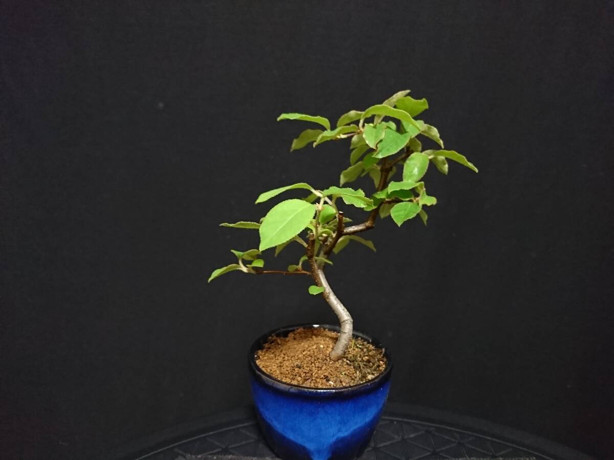 [bya comb n] one -years old . chinese quince |i rhinoceros hime chinese quince height of tree 15. shohin bonsai mini bonsai bonsai excellent material No98-6