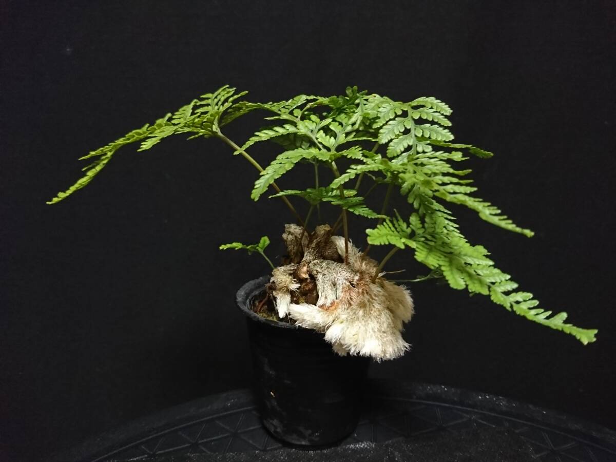 【ビャクシン】石化常盤忍／セッカトキワシノブ 猫の手 高さ １０㎝ 観葉植物 シダ植物 小品盆栽 ミニ盆栽 盆栽 優良素材 No１３９ー６_画像2