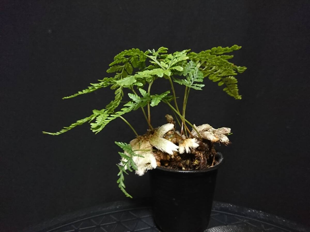 【ビャクシン】石化常盤忍／セッカトキワシノブ 猫の手 高さ １０㎝ 観葉植物 シダ植物 小品盆栽 ミニ盆栽 盆栽 優良素材 No１３９ー６_画像3