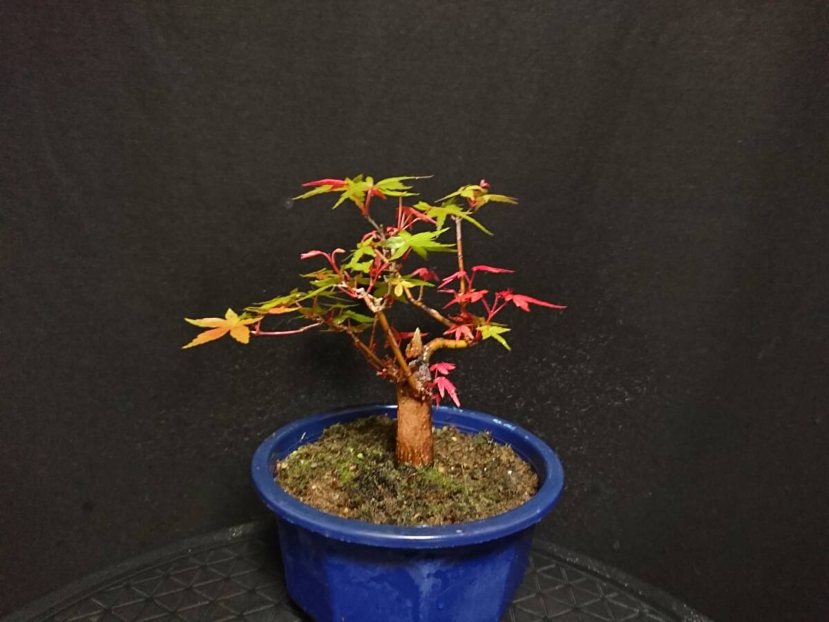 [bya расческа n]. лист [...]|momiji[teshoujou] высота дерева 14. shohin bonsai мини бонсай бонсай клен бонсай превосходный материалы No6-6