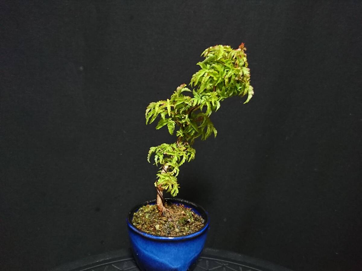 [bya comb n]. leaf [ Lion Mask ]|momiji[sisigasila] real raw rare material height of tree 17. shohin bonsai mini bonsai maple bonsai excellent material No24-6