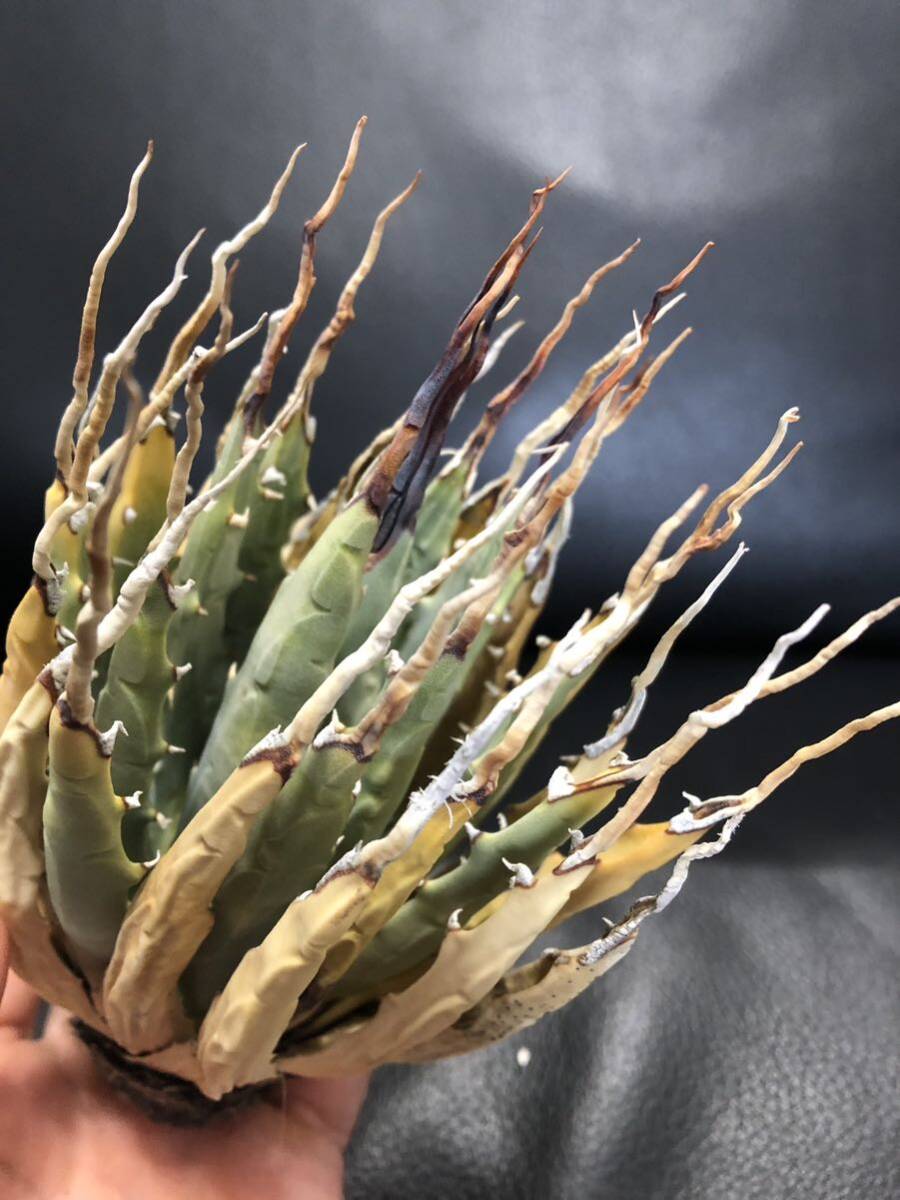 21 agave yutaensise Boris pina.. beautiful stock 