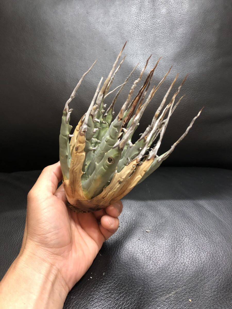 40 agave yutaensise Boris pina..! beautiful stock!