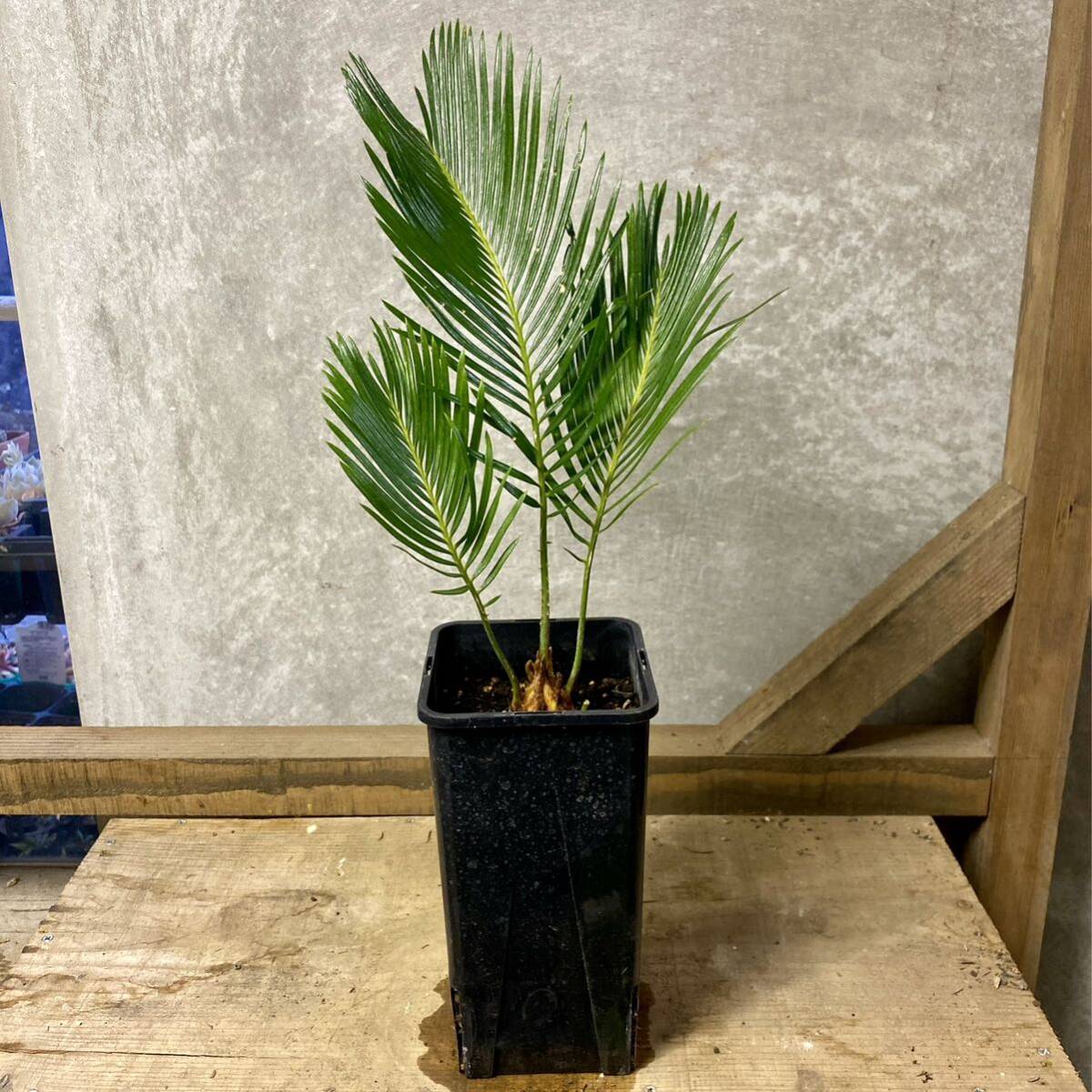 庭木 植木　観葉植物　蘇鉄（ソテツ）_画像1