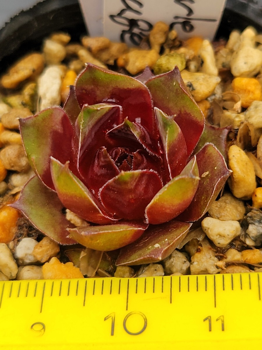 20  センペルビウム semperu 高山植物 Harlequin Rouge  抜苗の画像2