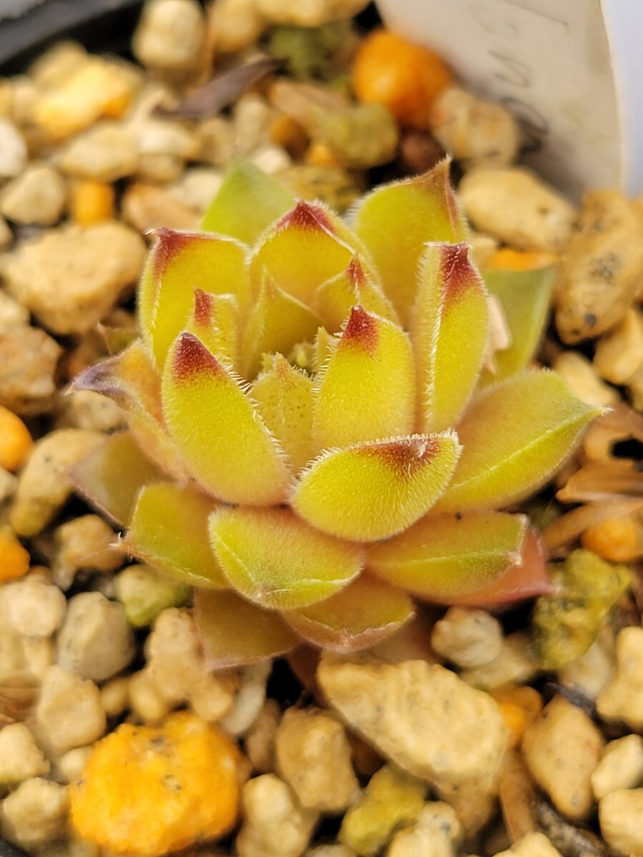 112　流通少　 センペルビウム　semperu　高山植物　Zielona 　抜苗_画像1