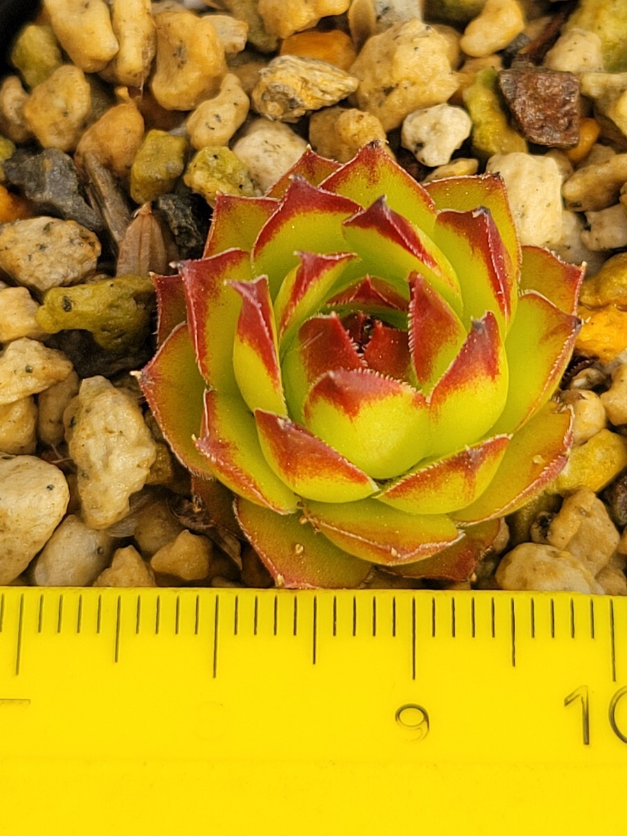 113　流通少　 センペルビウム　semperu　高山植物　向島 　抜苗_画像2