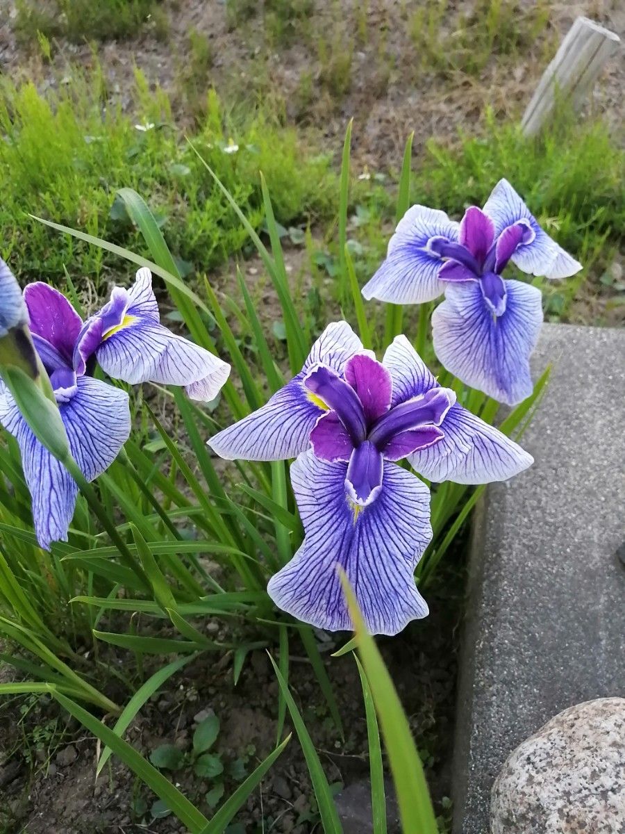 花菖蒲　抜苗　小さめ2株