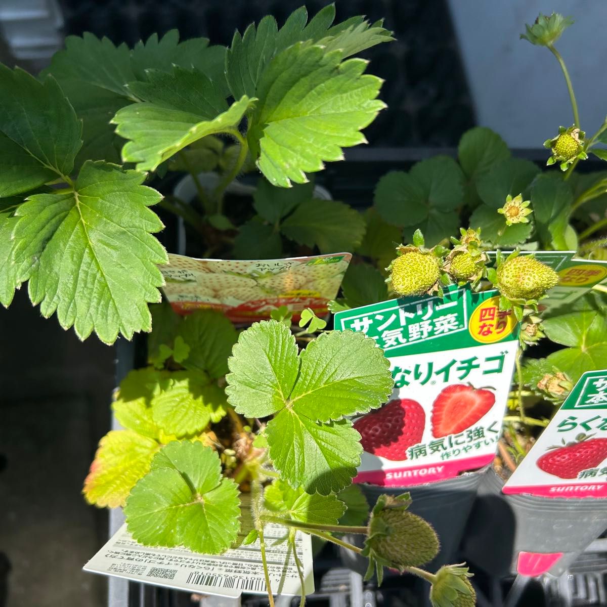 らくなりイチゴ苗 6株　 サントリー本気野菜シリーズ