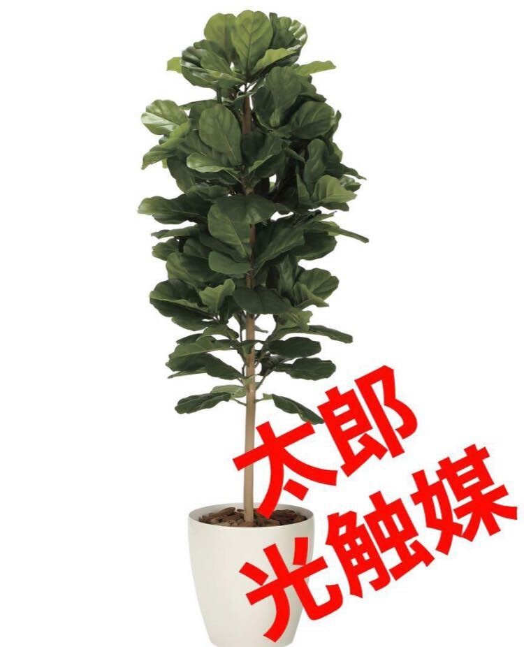 光の楽園 光触媒 人工観葉植物 フェイクグリーン DXカシワバゴム 光の楽園 光触媒 人工観葉植物 フェイクグリーン DXカシワバゴム