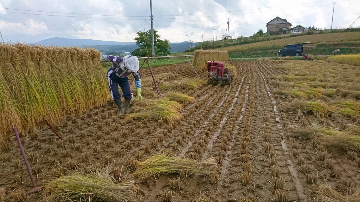 令和5年産　長野県　八重原米　ハゼかけ米　天日干し　玄米　コシヒカリ　24キロ