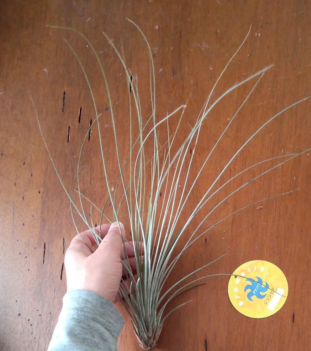 チランジア ジュンセア (エアープランツ ティランジア juncea) Tillandsia ティランジア エアプランツ