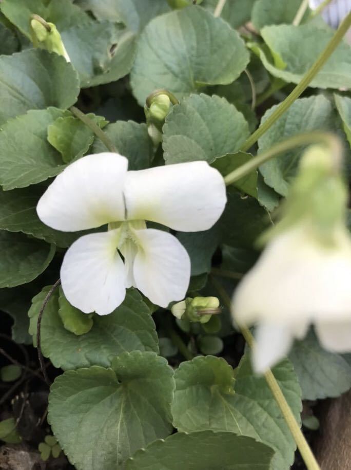  times amount . increase amount middle! flower. kind *. root viola * genuine . white *20 bead * year ., large stock becomes. garden tree. around also wonderful. *