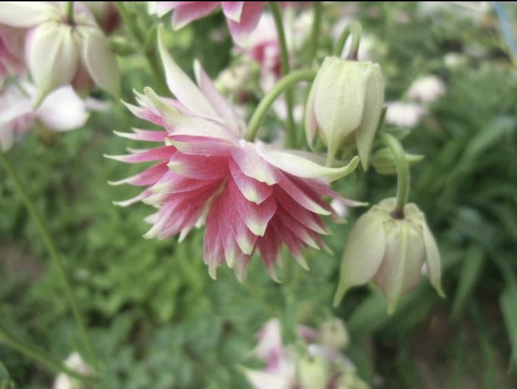 花の種☆オダマキ☆西洋オダマキ☆ノラバロー☆八重咲き☆20粒_画像3