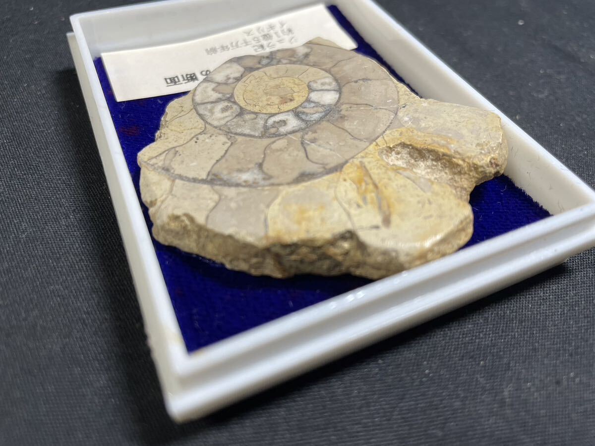 化石標本 アンモナイトの断面 ジュラ紀 約１億８千万年前 ☆同梱可能☆まとめ買い歓迎☆L32_画像4