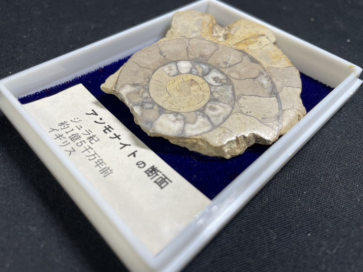 化石標本 アンモナイトの断面 ジュラ紀 約１億８千万年前 ☆同梱可能☆まとめ買い歓迎☆L32_画像3