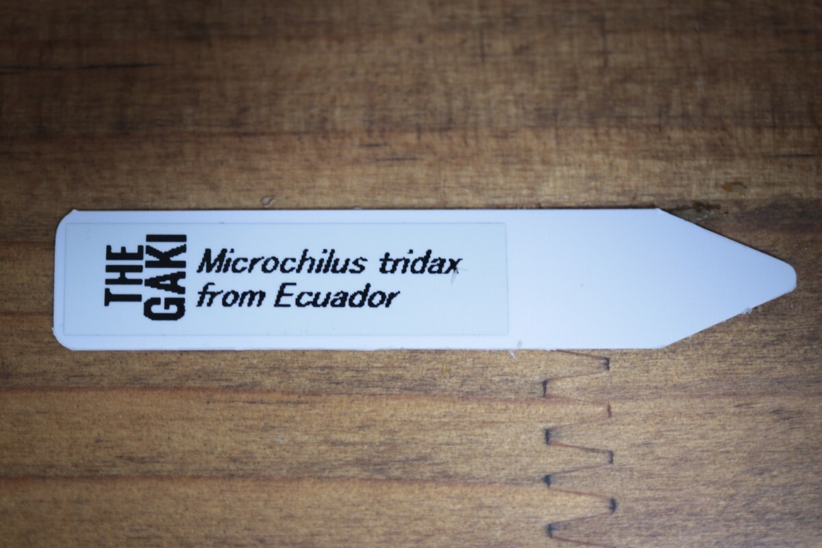ジュエルオーキッド- ジュエルオーキッド 洋蘭原種 ミクロキルス・トリダックス(赤)-Microchilus tridax from Ecuador-_画像8