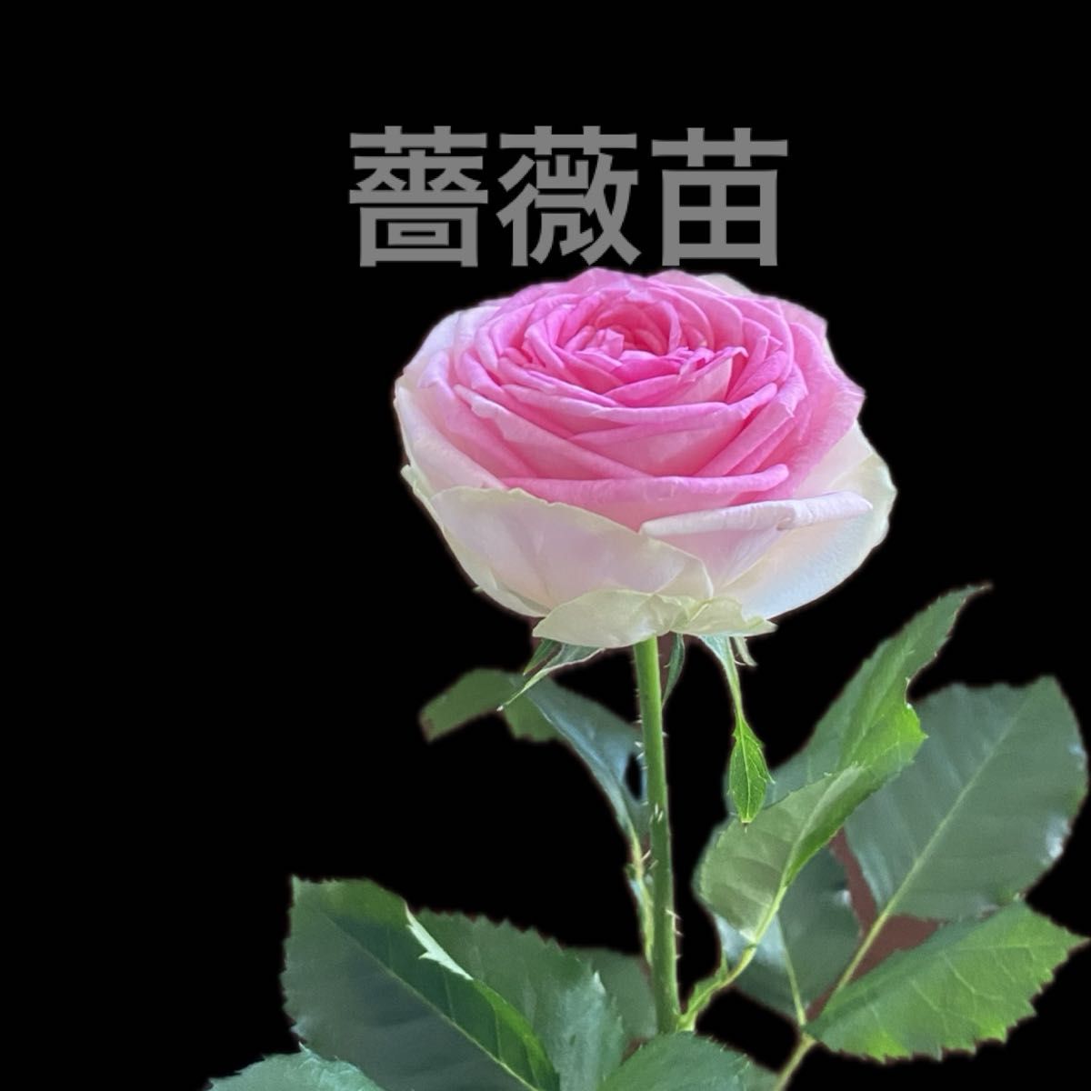 薔薇苗　中輪1苗　No.20