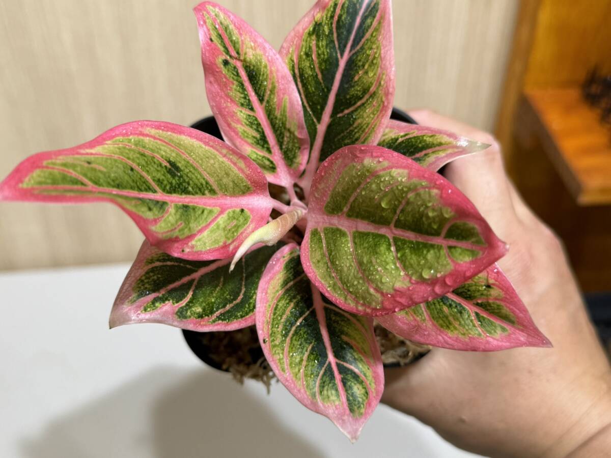 アグラオネマ　ロータス　デライト【写真現物】Aglaonema Lotus Delight【HEIAN】_画像6