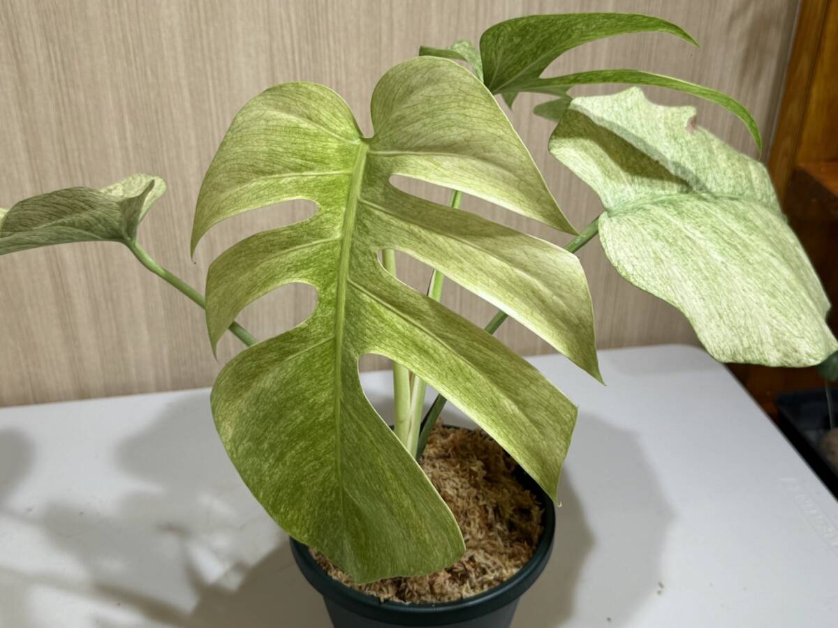 モンステラ ボルシギアナ フルミント　斑入り　【写真現物】 Monstera Borsigiana Full Mint Var　【HEIAN】