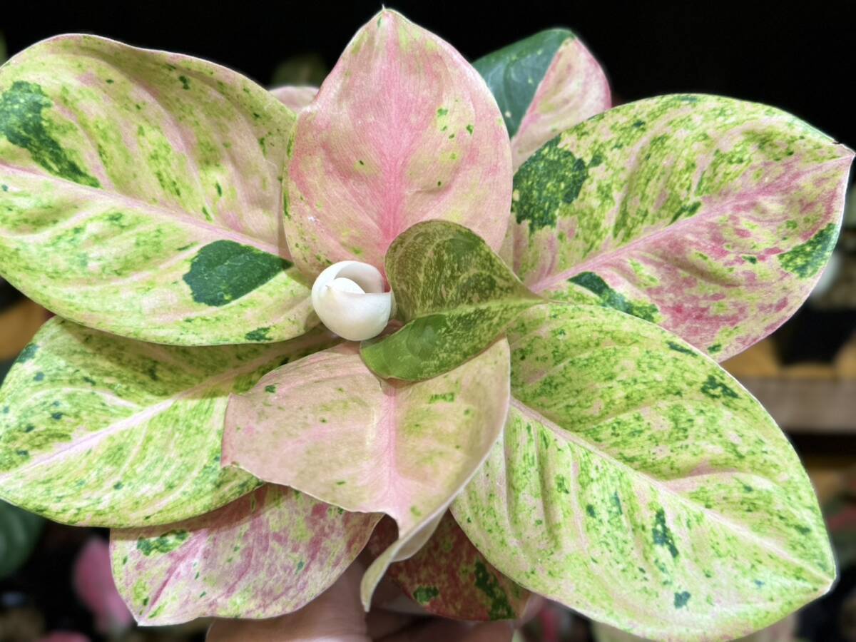 SSグレード アグラオネマ ピンクエメラルド 斑入り☆Aglaonema Sp Var【HEIAN】の画像5