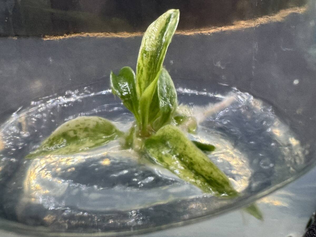 フィロデンドロン キャラメルマーブル バリエガータ tissue culture Philodendron Caramel Marble Variegata 組織培養【¨HEIAN¨】の画像6