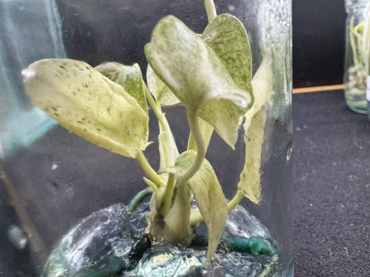 SSグレード　モンステラ　デリシオーサ　グリーンスノーtissue culture monstera deliciosa Green Snow Variegata　組織培養【¨HEIAN¨】_画像8