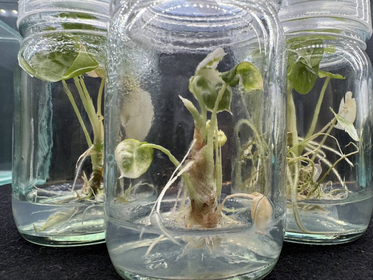 究極のアロカシア3種3瓶セット　アロカシア　　tissue culture Alocasia ☆らぼ平安_画像3